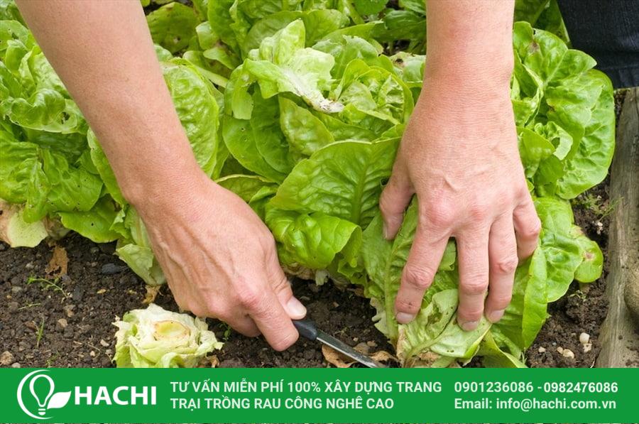 16 Xà lách là loại rau phổ biến trong các mâm cơm gia đình Việt hiện nay