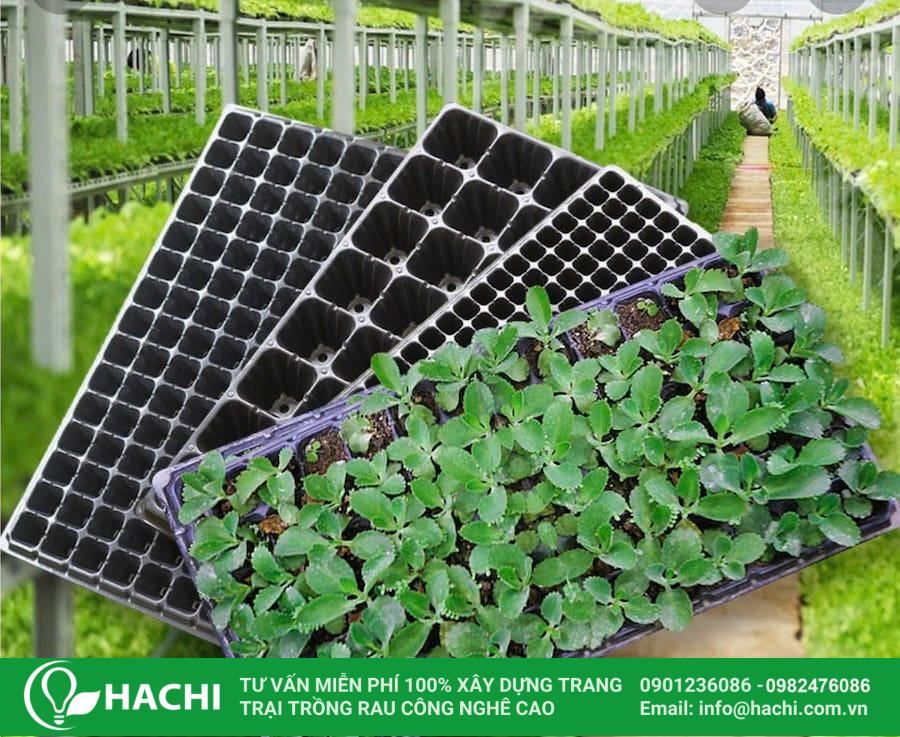 5 Cách ươm hạt giống tại nhà đúng kỹ thuật, nảy mầm nhanh, cây khỏe hiệu quả nhất 13 Ươm hạt bằng khay để cho tỷ lệ nảy mầm cao nhất
