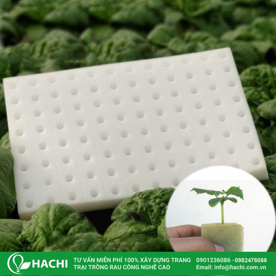 5 Cách ươm hạt giống tại nhà đúng kỹ thuật, nảy mầm nhanh, cây khỏe hiệu quả nhất 11 Chuẩn bị mút xốp ươm hạt