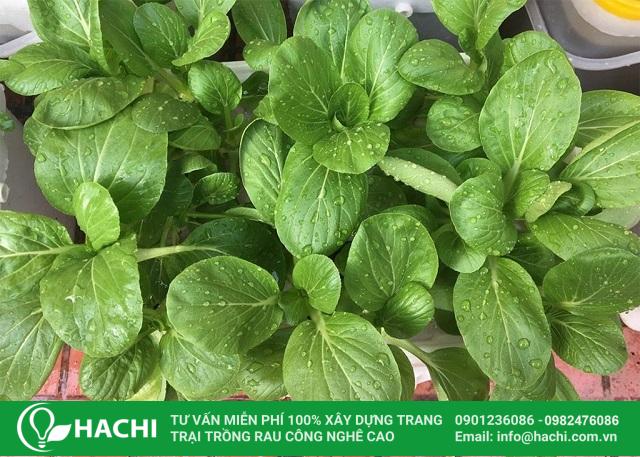 Chuẩn bị đất tơi xốp để trồng rau cải ngọt
