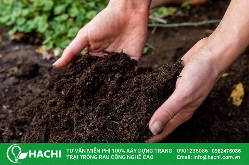 Chuẩn bị đất tơi xốp để trồng rau cải ngọt