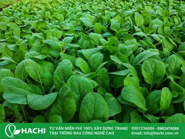 Rau cải ngọt thuộc họ rau thân thảo, lá màu xanh nhạt