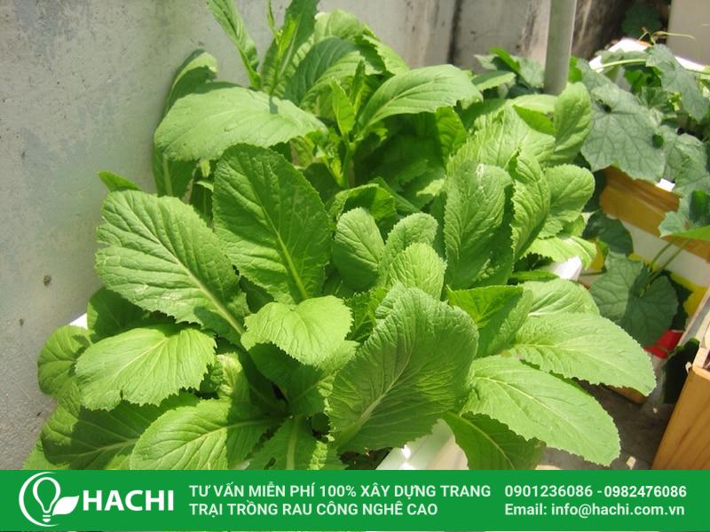 Lưu ý khi áp dụng cách trồng rau cải xanh