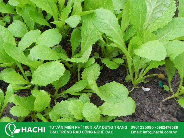Rau cải xanh thuộc giống cây thân thảo, viền lá hình răng cưa