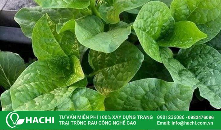 Rau mồng tơi có thể thu hoạch sau khoảng 30 ngày trồng
