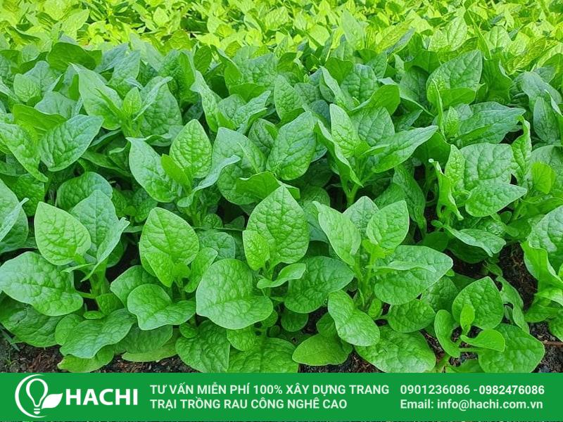 Có thể tỉa bớt cây con nếu mật độ trồng quá dày