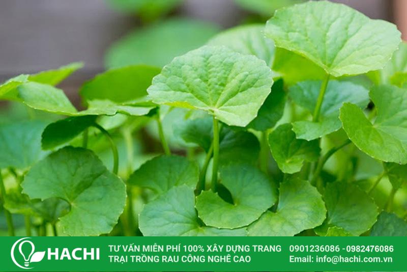 dac tinh cua rau ma