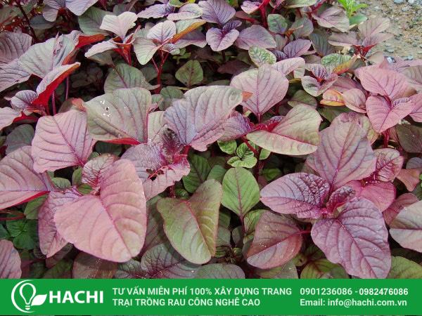 Hạt giống rau mua tại Học viện Nông nghiệp phát triển mạnh, cho năng suất cao