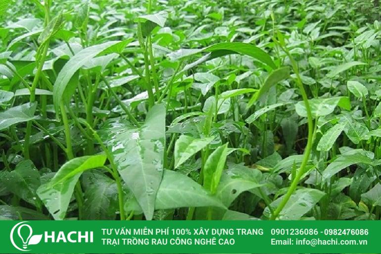 Rau trồng bằng hạt giống mua tại Hoa Xanh phát triển khỏe mạnh, ít sâu bệnh