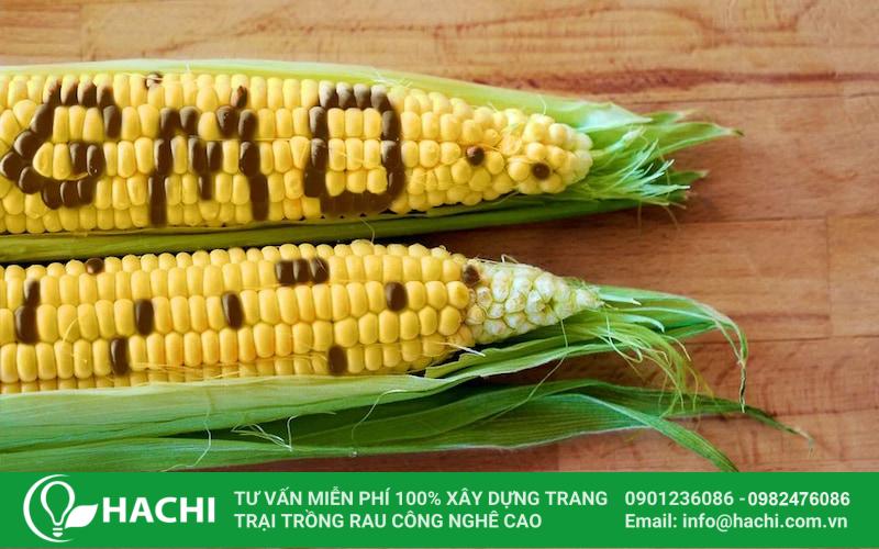 Hiểu đúng về 6 nhóm hạt giống trong nông nghiệp 12 Hạt giống GMO giúp tăng năng suất cây trồng, giảm chi phí sản xuất