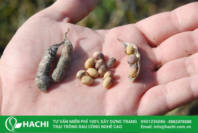 Hiểu đúng về 6 nhóm hạt giống trong nông nghiệp 9 Hạt giống lai tạp thường không ổn định về đặc tính di truyền
