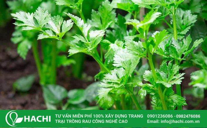 Cách trồng cây cần tây bằng hạt cho thu hoạch sau 100 - 140 ngày trồng