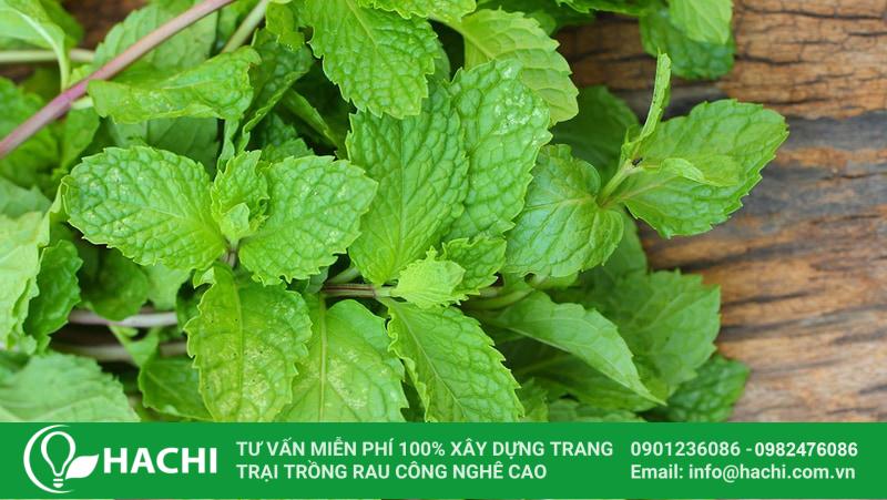 Nên thu hoạch rau húng lủi vào sáng sớm để rau không bị khô héo