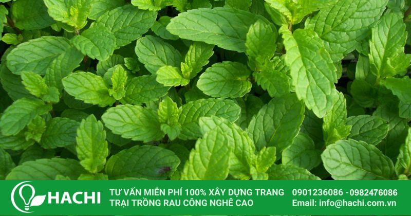 Rau húng lủi trồng theo phương pháp thủy canh cho thu hoạch trong 40 - 55 ngày