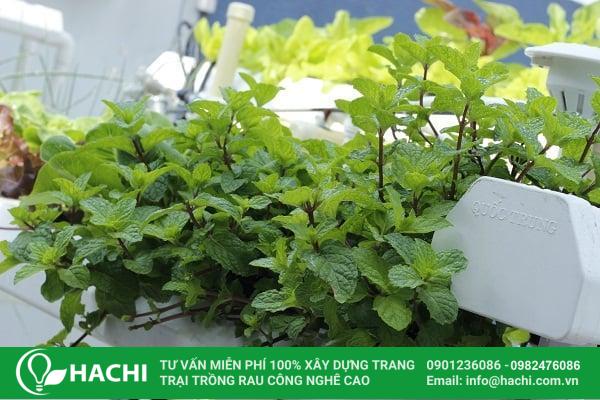 Bổ sung dinh dưỡng thường xuyên để giúp rau húng lủi phát triển