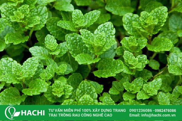 Rau húng lủi thích hợp để trồng theo phương pháp thủy canh