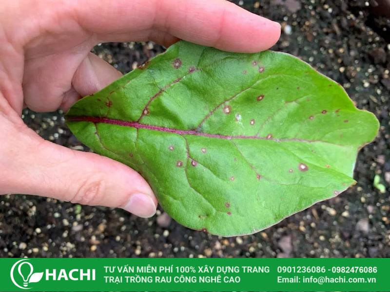 Loại bỏ các lá vàng, bị đốm sâu bệnh khi trồng rau mồng tơi thủy canh