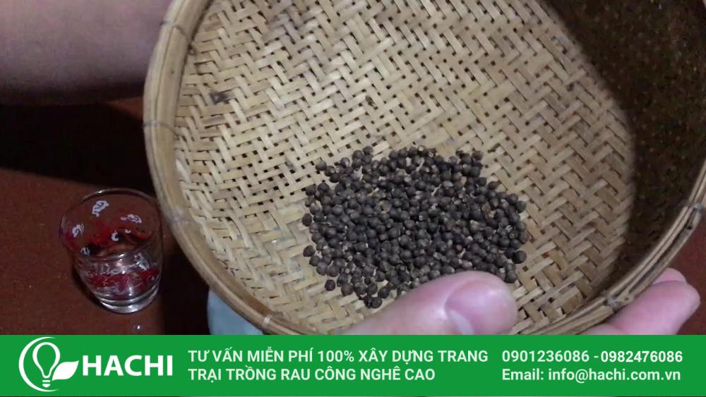 Ngâm hạt giống rau mồng tơi trước khi trồng để kích thích hạt nảy mầm nhanh