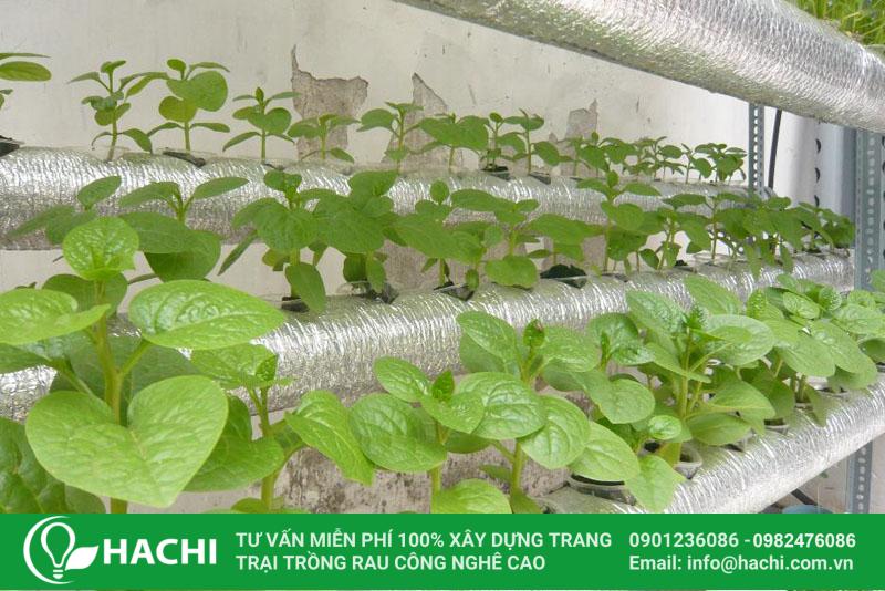 Rau mồng tơi thủy canh hấp thụ dinh dưỡng qua dung dịch thủy canh