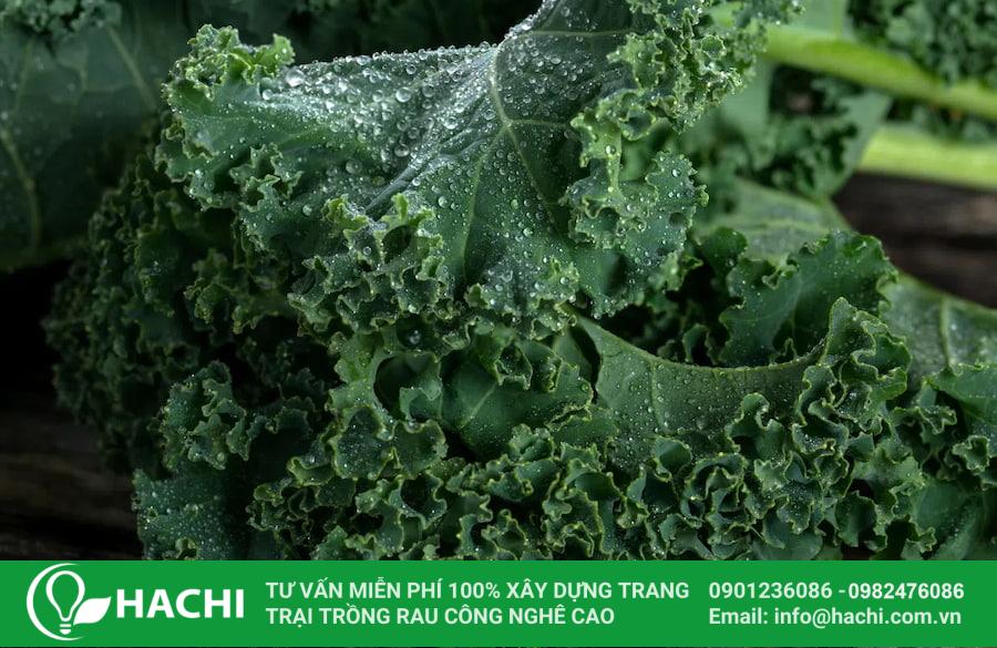 3 Cách trồng cải Kale tại nhà đơn giản cho năng suất cao nhất 24 Cải kale nên rửa sạch, bảo quản trong ngăn mát tủ lạnh
