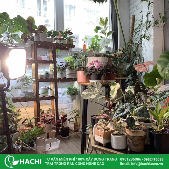 Cần xác định loại cây trồng để lựa chọn loại đèn LED phù hợp