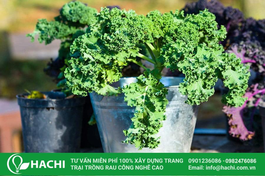 3 Cách trồng cải Kale tại nhà đơn giản cho năng suất cao nhất 18 Cách trồng cải Kale trong chậu có thể thu hoạch sau khoảng 100 ngày