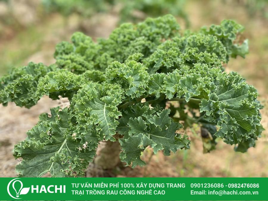 3 Cách trồng cải Kale tại nhà đơn giản cho năng suất cao nhất 21 Chọn giống cải chịu nhiệt