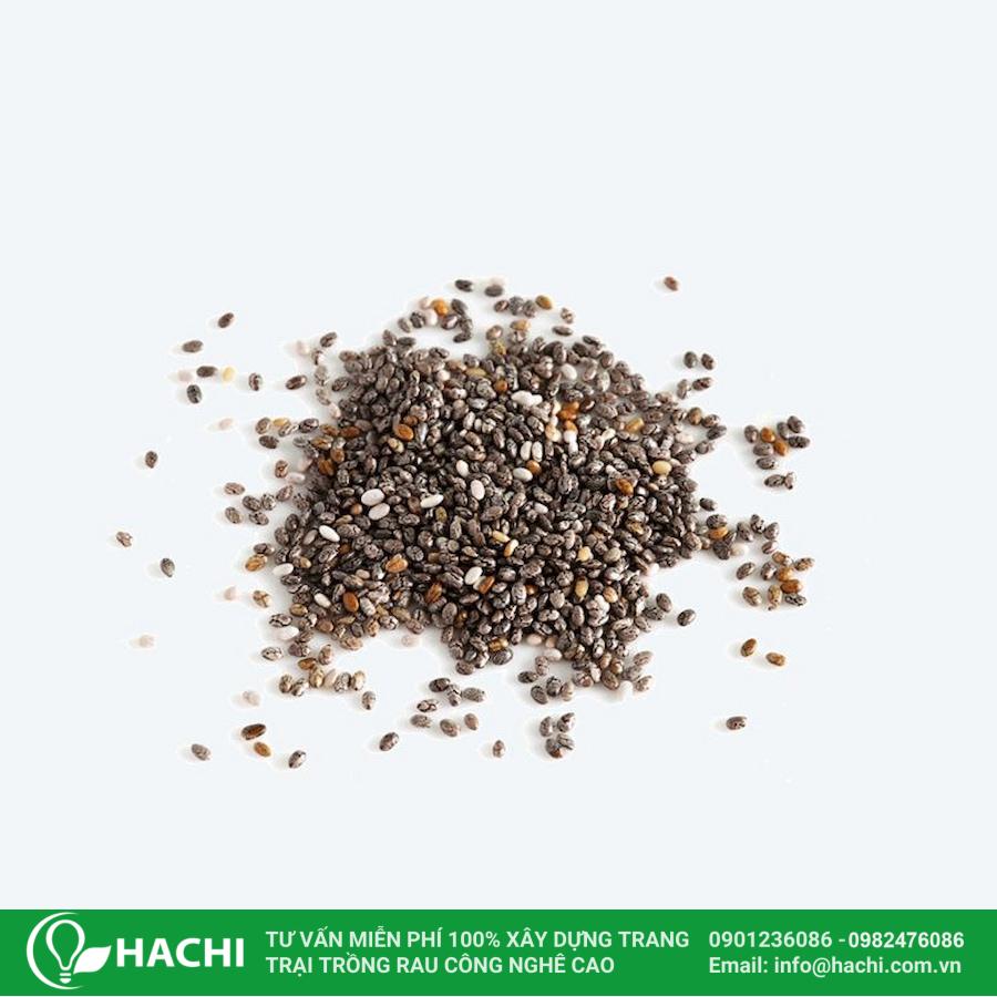 3 Cách trồng cải Kale tại nhà đơn giản cho năng suất cao nhất 15 Bạn cần chọn hạt giống cải chất lượng, có tỷ lệ nảy mầm cao