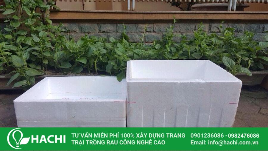 3 Cách trồng cải Kale tại nhà đơn giản cho năng suất cao nhất 19 Chuẩn bị thùng xốp trồng cải Kale