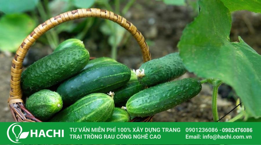 Cách trồng dưa leo Nhật Bản nhiều quả đúng kỹ thuật 6 Dưa leo Nhật có vỏ màu xanh đậm