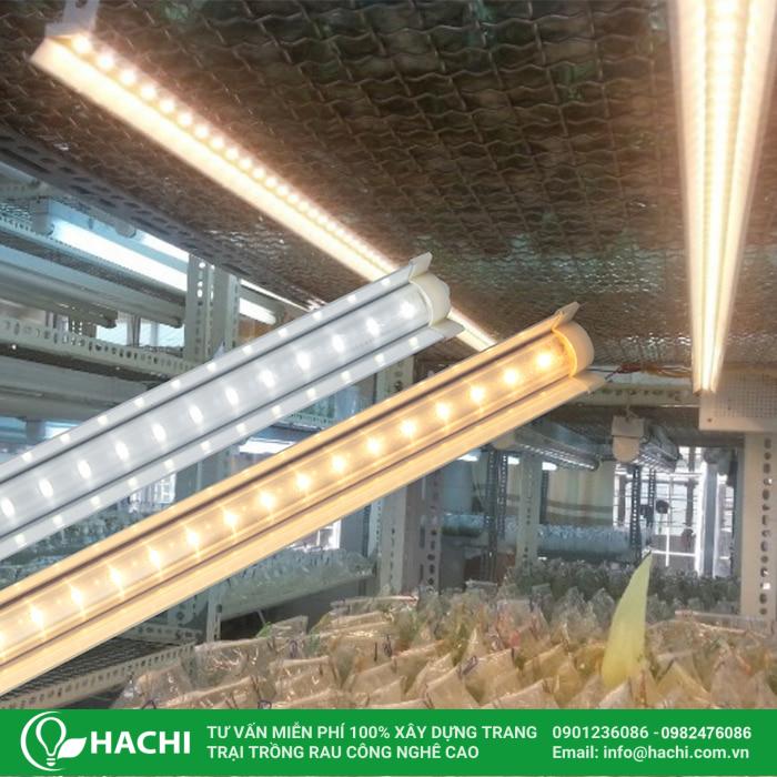 Đèn LED trồng cây thủy canh