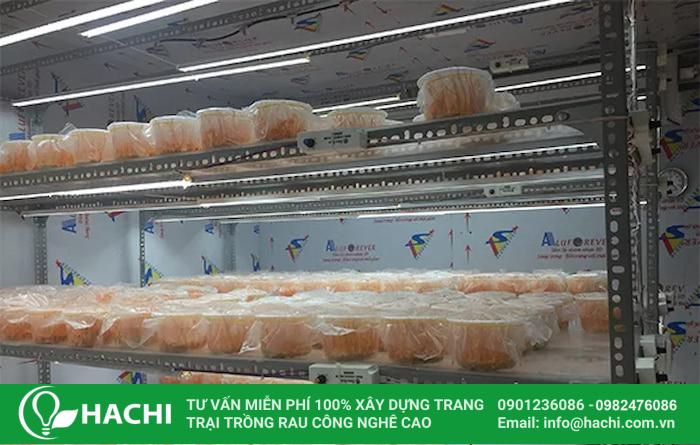 Đèn LED nuôi đông trùng hạ thảo