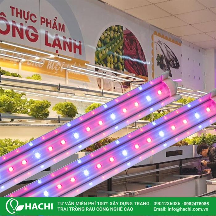 Đèn LED trồng cây