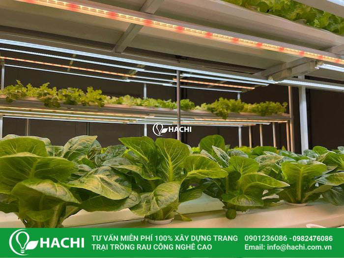 Đèn LED trồng cây quang hợp (Full Spectrum)