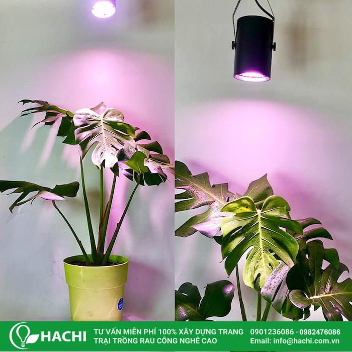 Đèn LED trồng cây trong nhà (Indoor Grow Light)