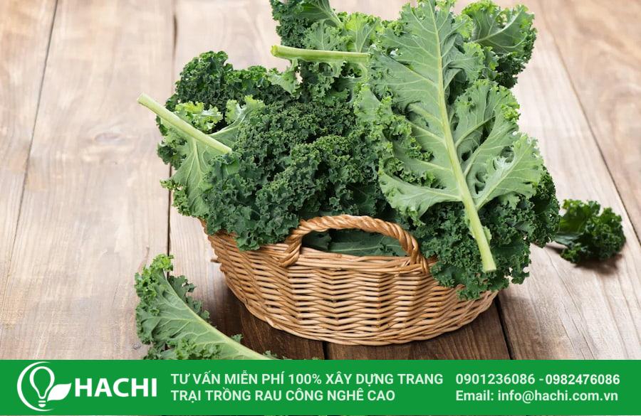 3 Cách trồng cải Kale tại nhà đơn giản cho năng suất cao nhất 13 Cải Kale có lá xanh dày, xoăn sóng đặc trưng