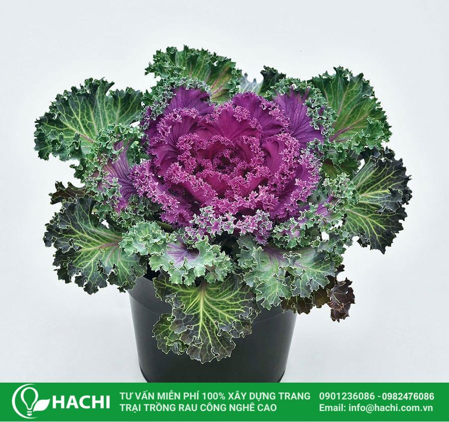 3 Cách trồng cải Kale tại nhà đơn giản cho năng suất cao nhất 14 Cải Kale chứa nhiều chất dinh dưỡng có lợi cho cơ thể