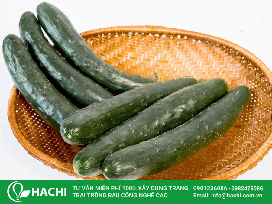 Cách trồng dưa leo Nhật Bản nhiều quả đúng kỹ thuật 7 Dưa leo Nhật Bản có giá trị dinh dưỡng cao