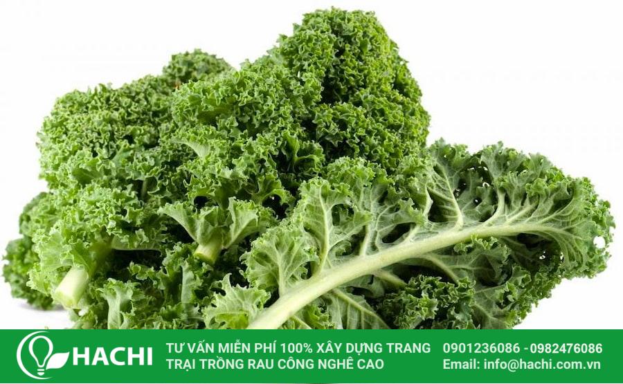3 Cách trồng cải Kale tại nhà đơn giản cho năng suất cao nhất 23 Cải Kale có thể thu hoạch sau khoảng 60-100 ngày gieo trồng