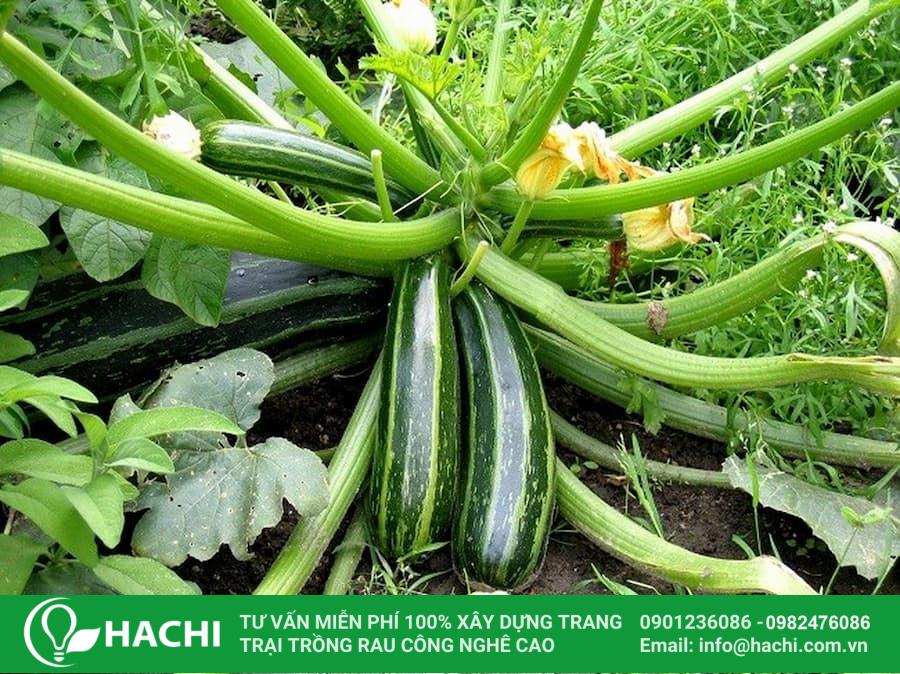 Tháng 8 trồng rau gì ở miền Bắc, Trung, Nam cho năng suất tốt nhất 22 Nếu phân vân không biết tháng 8 trồng rau gì thì có thể lựa chọn trồng các loại bí