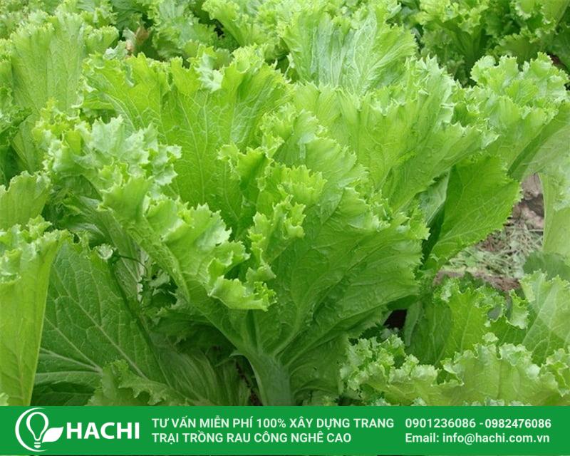 Tháng 8 trồng rau gì ở miền Bắc, Trung, Nam cho năng suất tốt nhất 21 Trồng cải bẹ mào gà vào tháng 8 sẽ giúp cây phát triển nhanh mà không tốn nhiều công chăm sóc