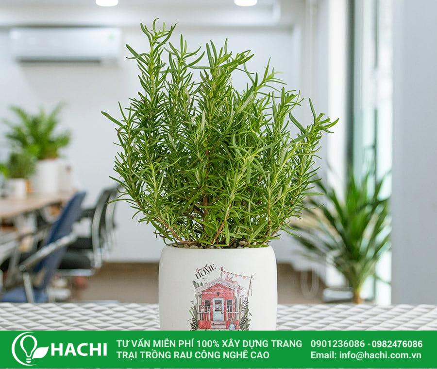Các loại rau thơm trồng được trong bóng râm phát triển tốt nhất 14 Cây hương thảo