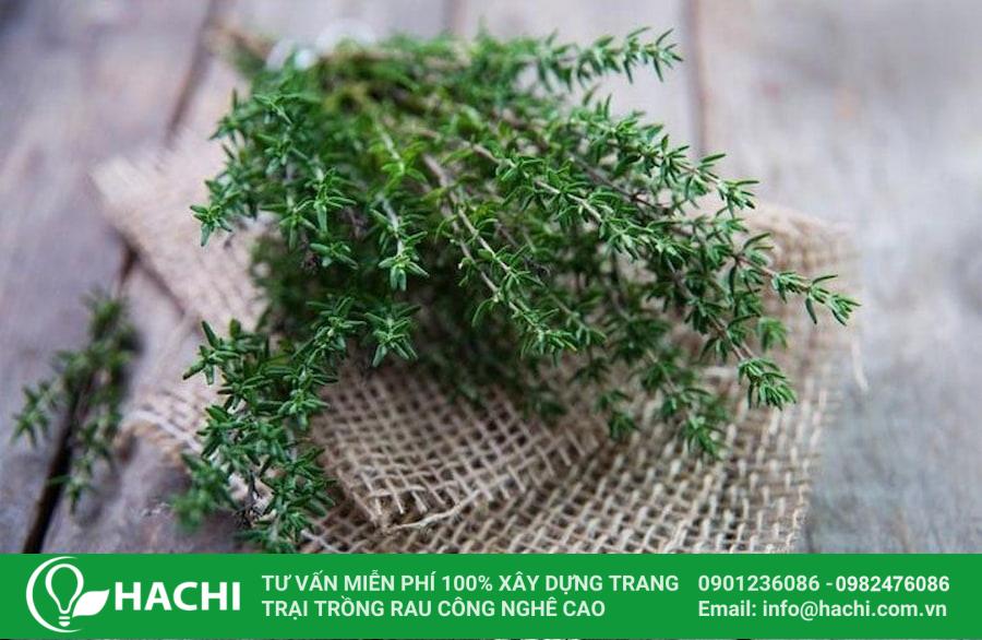 Các loại rau thơm trồng được trong bóng râm phát triển tốt nhất 18 Cỏ xạ hương