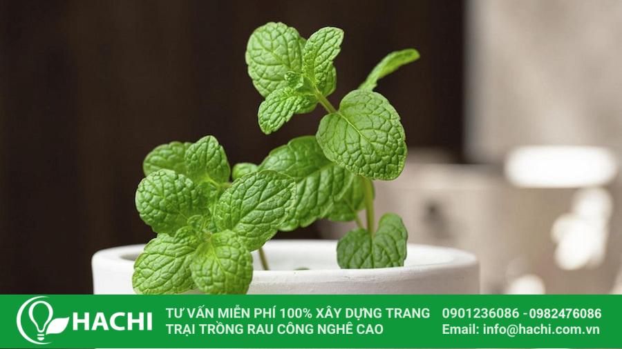 Các loại rau thơm trồng được trong bóng râm phát triển tốt nhất 16 Húng lủi (húng bạc hà)