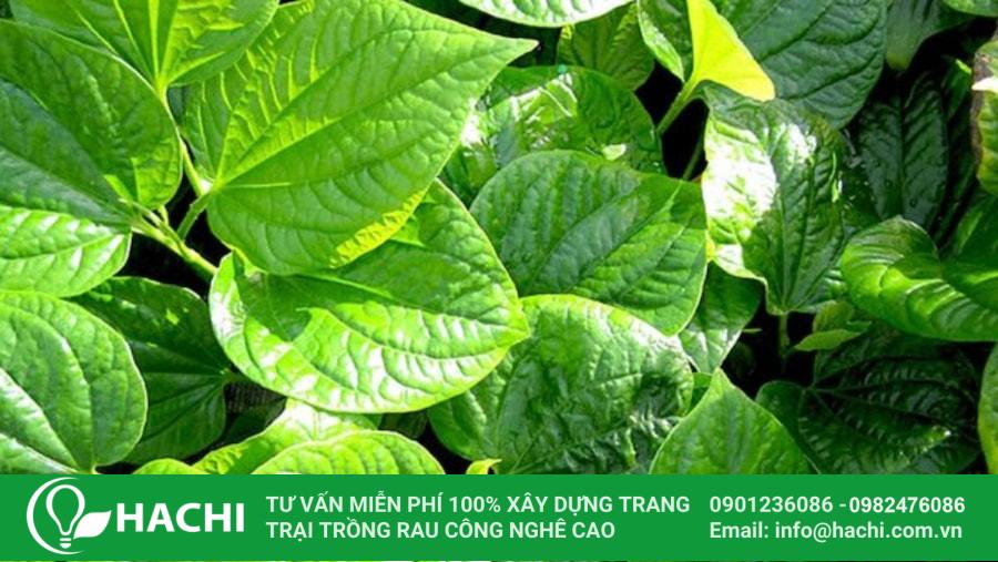 Các loại rau thơm trồng được trong bóng râm phát triển tốt nhất 19 Lá lốt