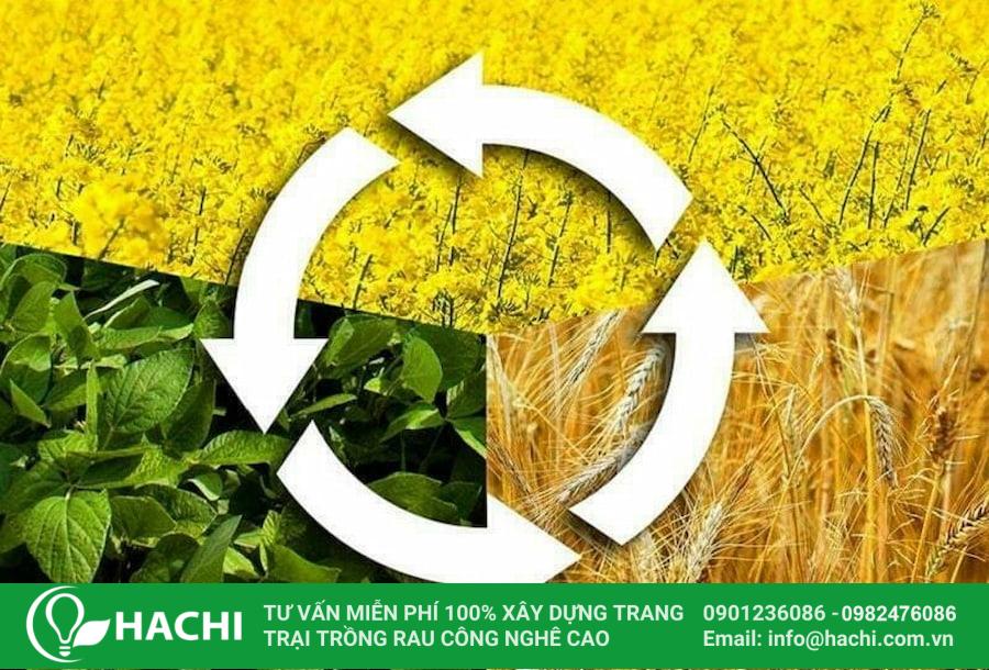 7 Cách cải tạo đất sét để trồng rau hiệu quả chi tiết từ A đến Z 16 Liên tục luân phiên cây trồng là cách cải tạo đất sét để trồng rau hiệu quả