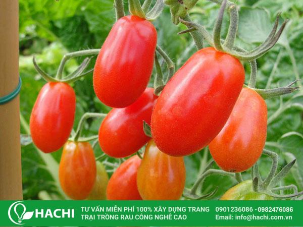 Cà chua thích nghi tốt với điều kiện thời tiết mùa hè miền Bắc