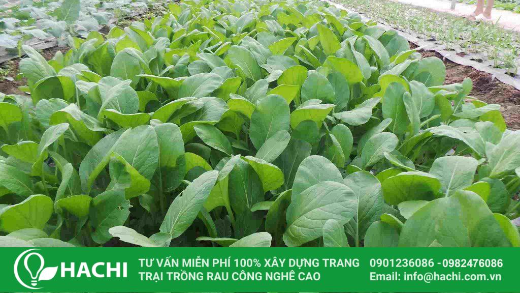Cải ngọt trồng mùa hè cần chú ý tưới nước, chăm bón thường xuyên