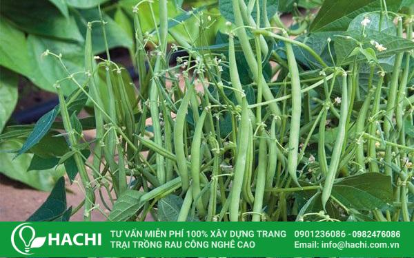 Trồng đậu cô ve mùa hè cho năng suất cao