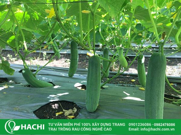 Trồng dưa chuột mùa hè miền Bắc giúp cây ra hoa, đậu quả nhiều, đạt năng suất cao